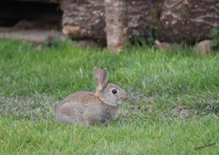 Lapin de Garenne