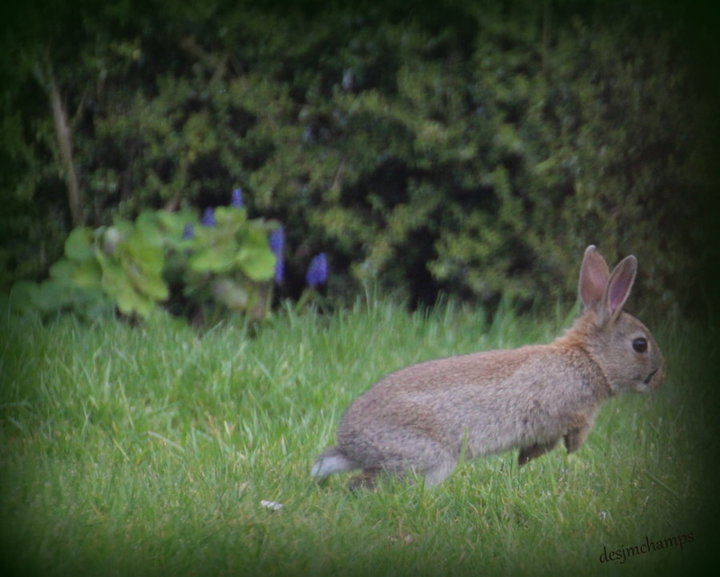 Lapin de Garenne