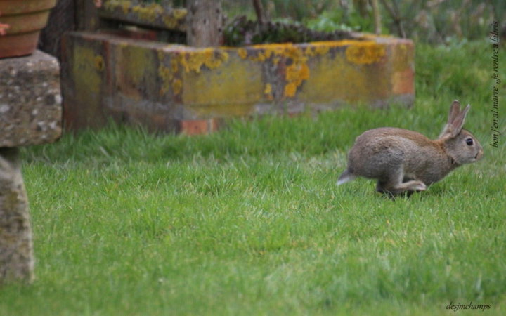 Lapin de Garenne