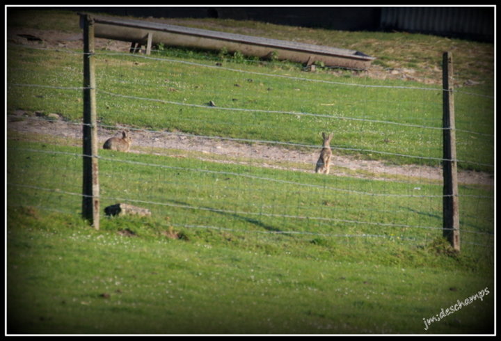 Lapin de Garenne