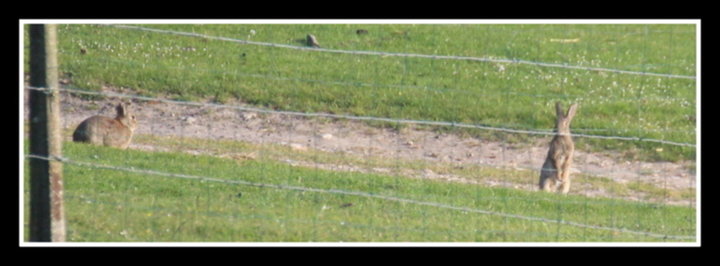 Lapin de Garenne