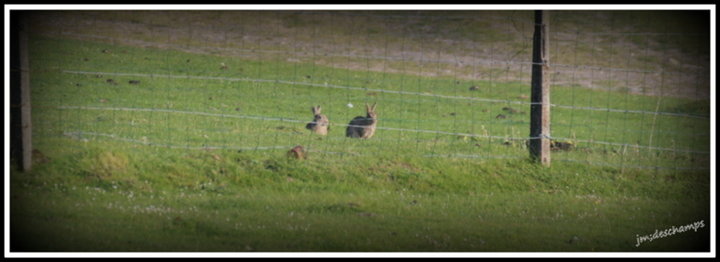 Lapin de garenne