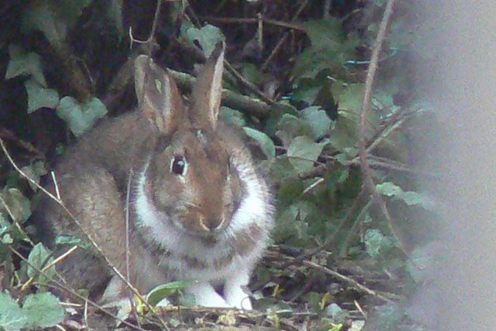 Lapin sauvage