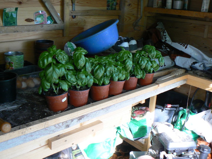 Le basilic prêt à plantés.