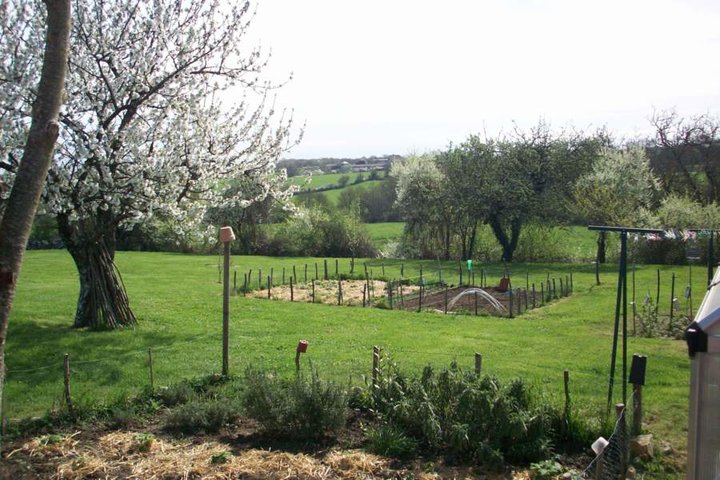 Le cerisier en fleurs