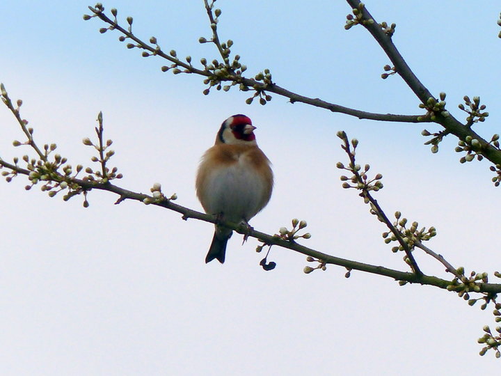 Le chardonneret