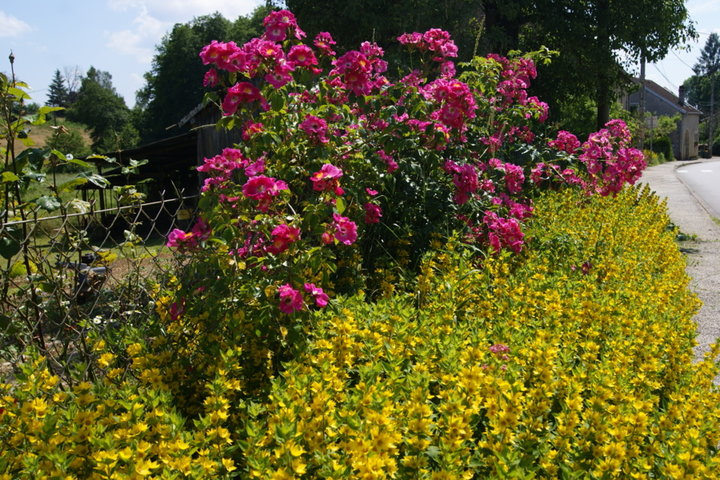 Le long de mon jardin coté route