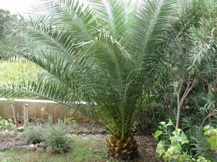 Le palmier 12 ans après