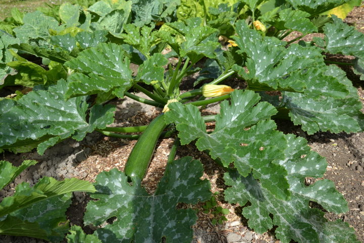 Le rang courgettes