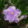 Mes violettes africaines et mes gloxinia