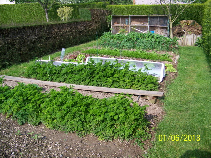 LEGUMES du JARDIN