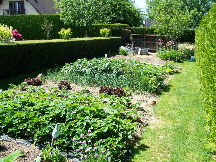 Legumes du jardin