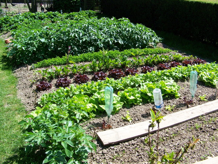 Legumes du jardin