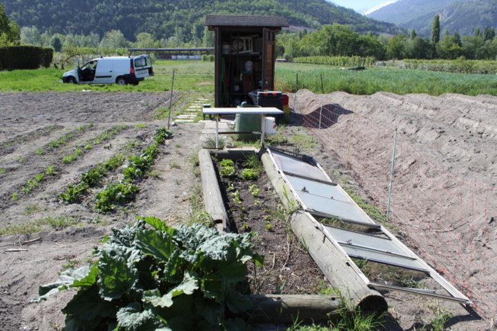 Légumes  précoces