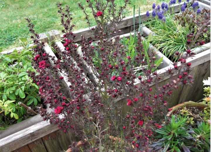 Leptospermum