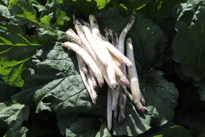 Les  asperges