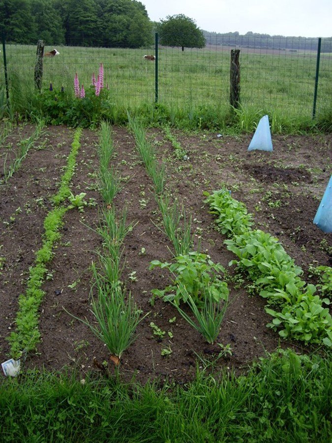 Les carottes 