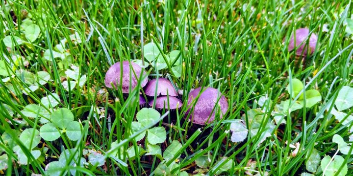 Les champignons par temps pluvieux