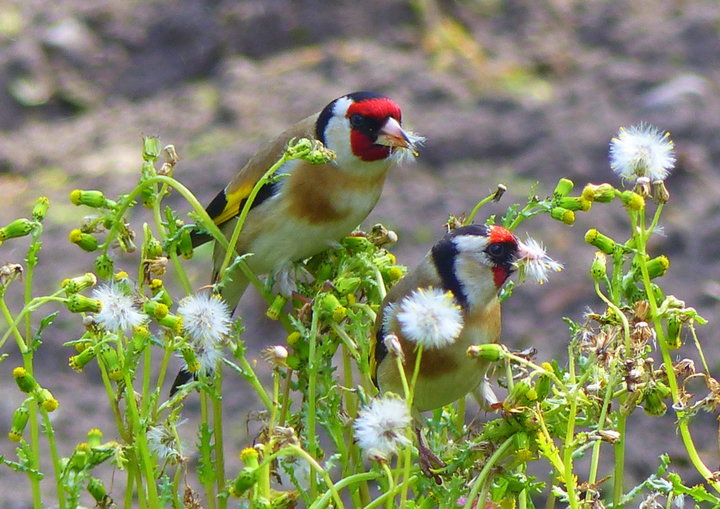 Les chardonnerets