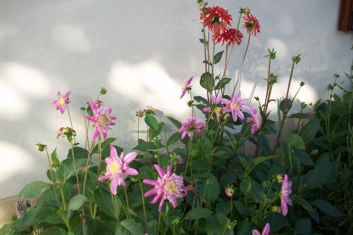 Les dahlias