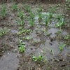 Le d&eacute;sastre avec la pluie