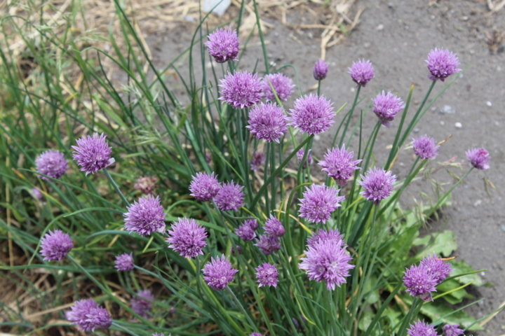 Les  fleurs  de  ciboulette