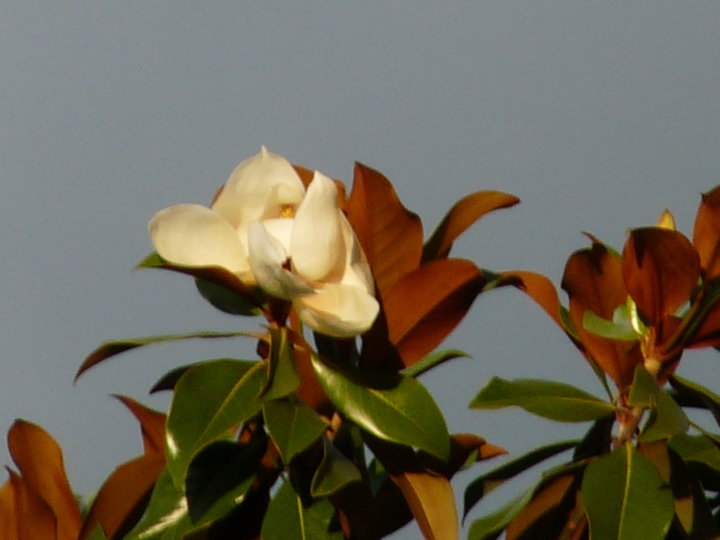 Les fleurs de magnolia