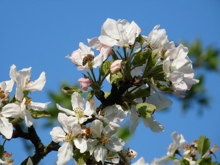 Les fleurs de pommier