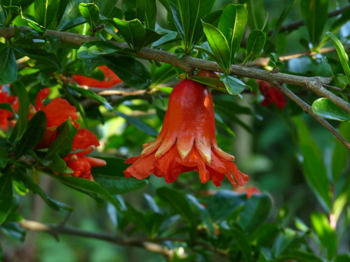 Les fleurs du grenadier