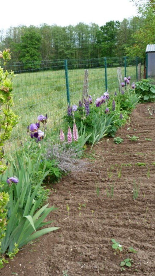 Les fleurs pour les abeilles 