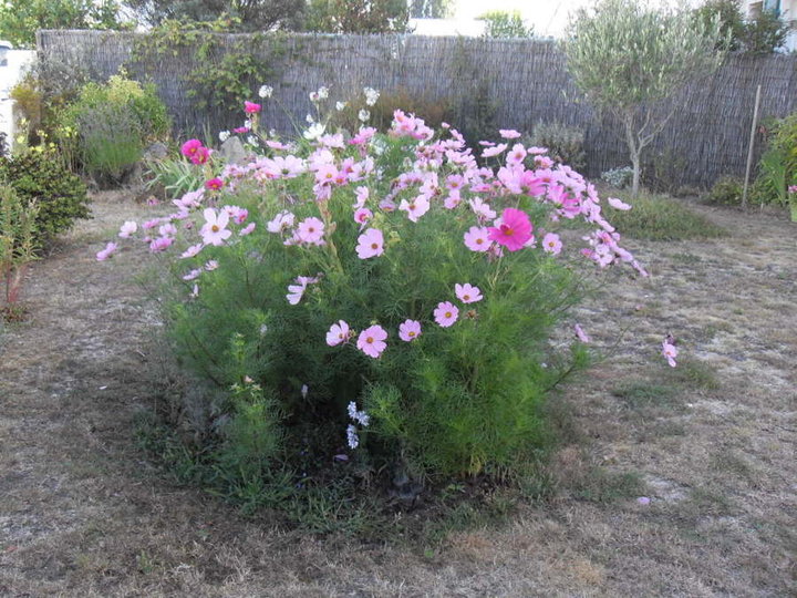 Les glaïeuls ont déjà fleuris