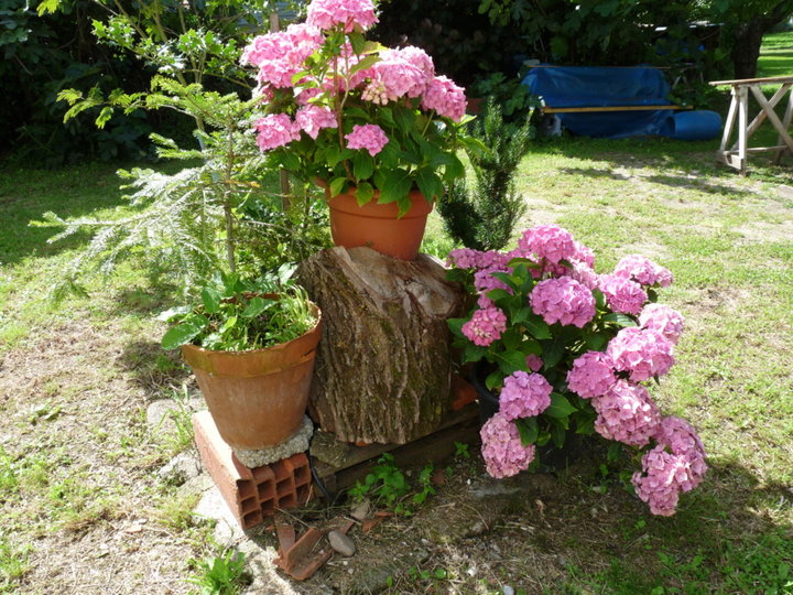 Les hortensias