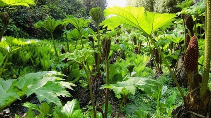 Les jardins de kerdalo