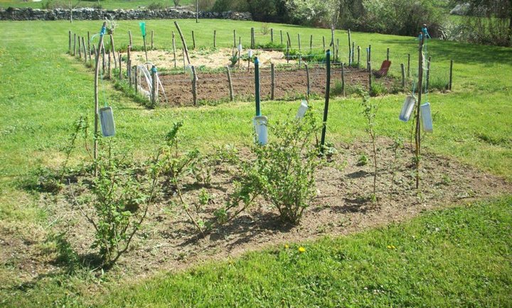 Les petit jardins protégé car attention au lapin !!  