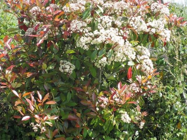 Les phrotinias en fleurs