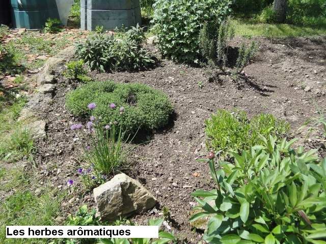 Les plantes aromatiques