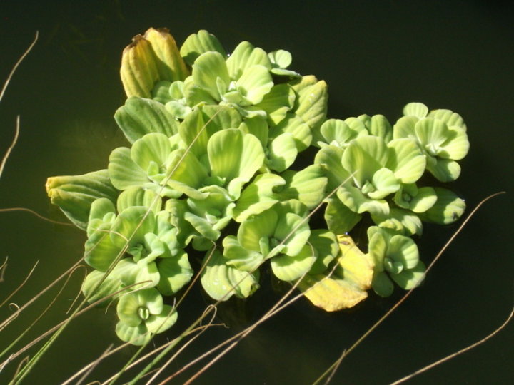 Les plantes flottantes