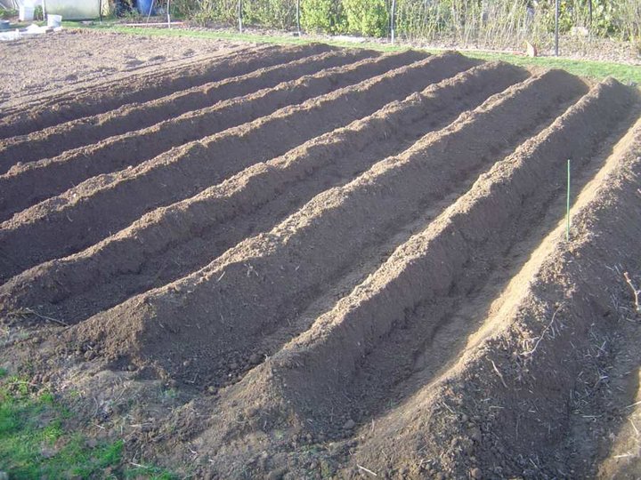 Les Pommes de terre sont plantées