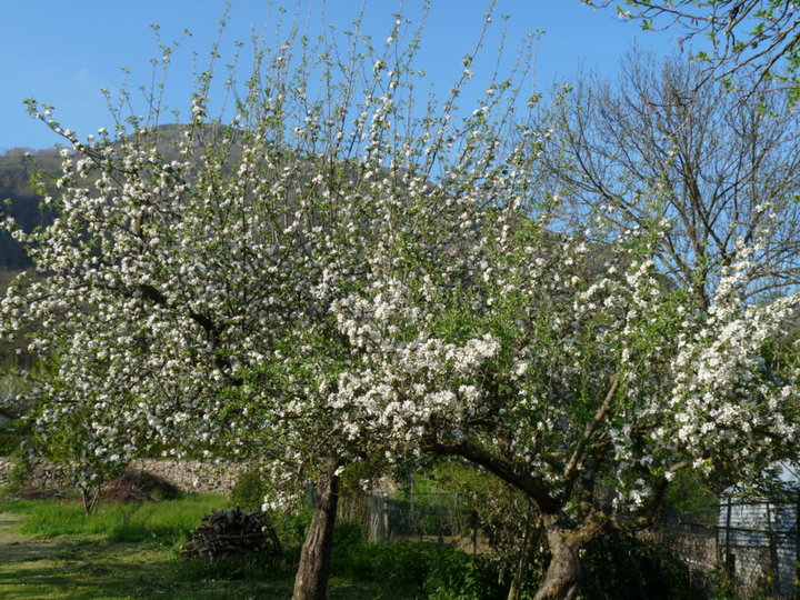 Les pommiers