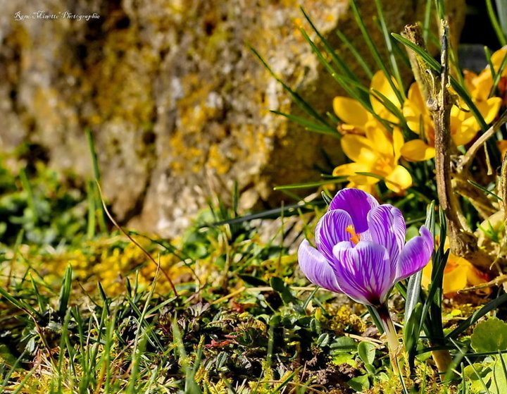 Les premier crocus