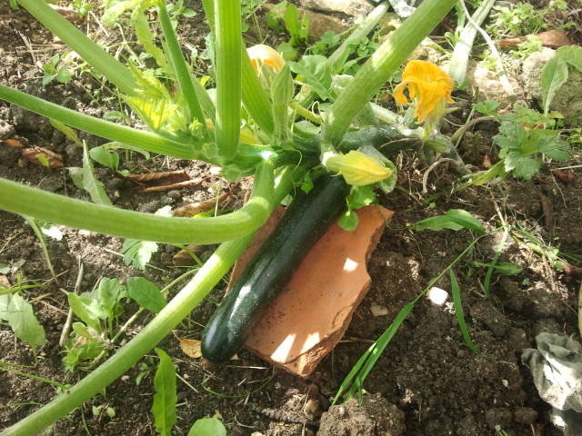 Les premières courgettes.