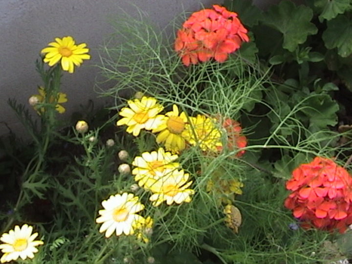 Les premières fleurs