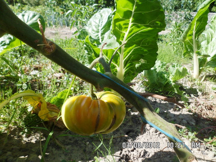 Les tomates ce matin