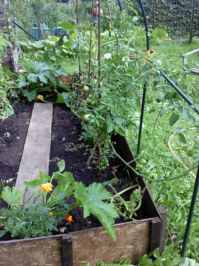 Les tomates , cerise et coeur de boeuf