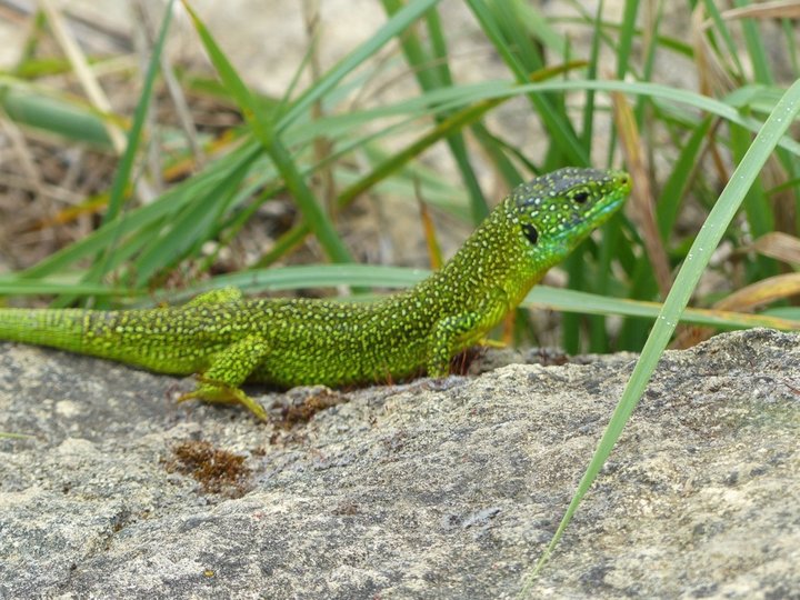 Lézard vert