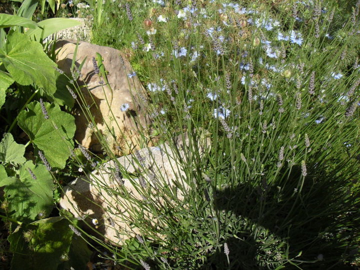 Lézard vert dans ma rocaille