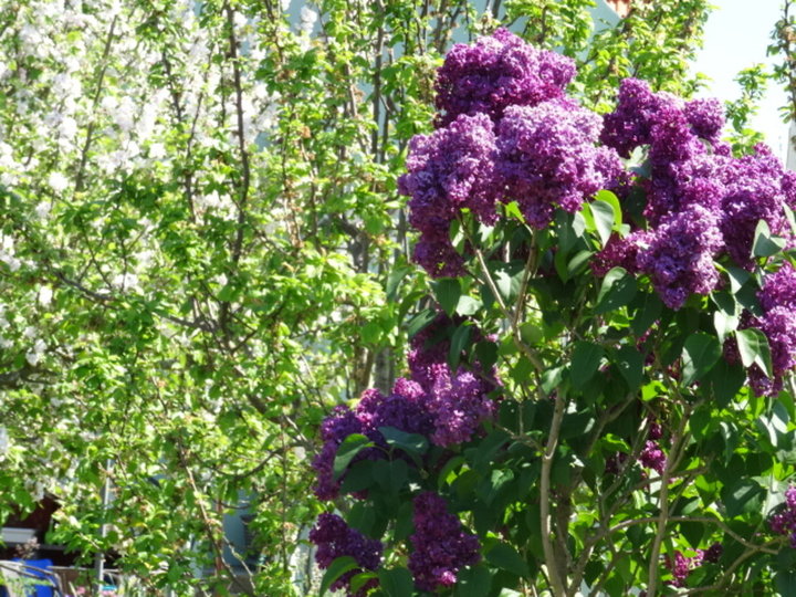 Lilas