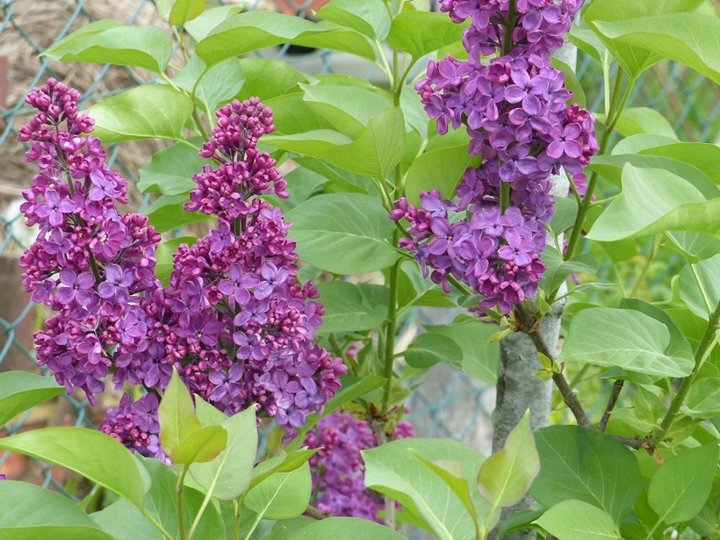 Lilas