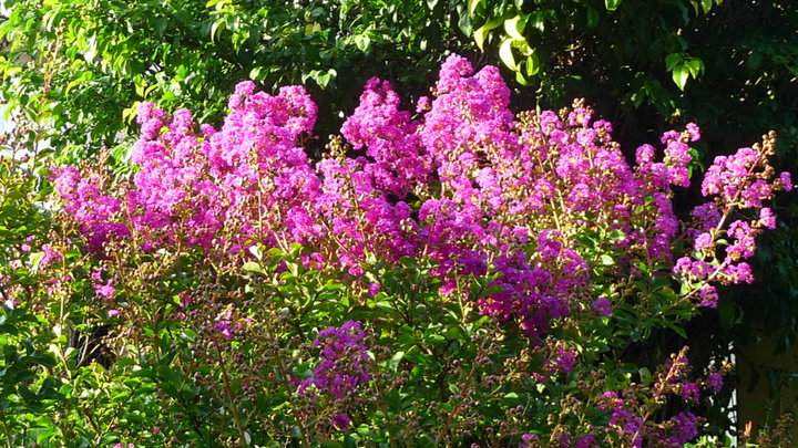 Lilas des indes