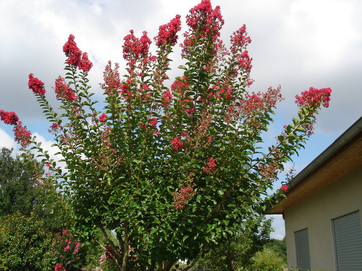 Lilas des indes